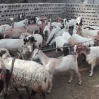 کهره فروشی خالدین|حیوانات مزرعه|قشم, |دیوار