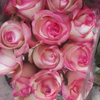 پخش گل از گلخانه(پخش گل سید)