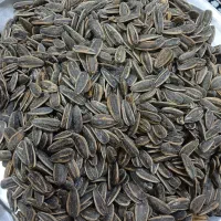 تخمه مغز پر