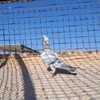 گرفتنی به شرط پرش|پرنده|سبزوار, غرب نیروگاه|دیوار