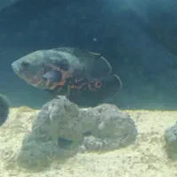 ماهی اسکار و دالر