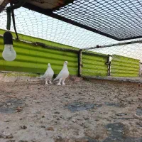 کبوتر نروماده سفیدهل پاپر|پرنده|شیراز, تندگویان|دیوار