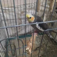 عروس هلندی