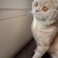 گربه نر آماده جفت گیر