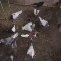 13تا کفتر|پرنده|مشهد, آبکوه|دیوار