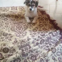 سگ نر نژاد اشپیتز ۴ ماهه( سیمبا)|سگ|رشت, ساغری سازان|دیوار