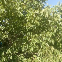 فروش-یک-قطعه-زمین-کشاورزی-به-متراژ800متر