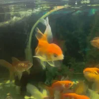 گلفیش باله بلند