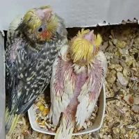 عروس هلندی ماده گل باغالی|پرنده|قم, آزادگان|دیوار