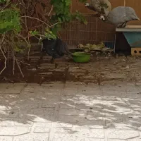 3عدد مرغ شاخدار سالم|حیوانات مزرعه|تربت‌حیدریه, باغ ملی|دیوار