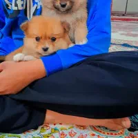 پامر خرسی عروسکی|سگ|رشت, دیانتی|دیوار