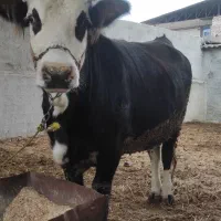 گاو|حیوانات مزرعه|سرخنکلاته, |دیوار