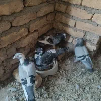 ‌کفتر‌المانی