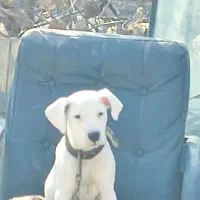 سگ داگو آرژانتینو