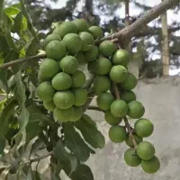 نهال بذر هسته فندق ماکادمیا مناسب کاشت