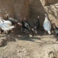 بوقلمون|حیوانات مزرعه|صحنه, |دیوار