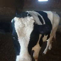 جوانه گاو گوساله|حیوانات مزرعه|نیشابور, رحمت آباد|دیوار