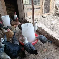 فروش مرغ وخروس|حیوانات مزرعه|اردکان, |دیوار