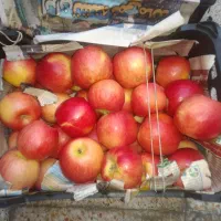 سیب درختی ارگانیک محلی|خوردنی و آشامیدنی|رباط‌کریم, رباط‌کریم|دیوار