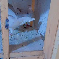 کبوتر رنگی و سار نر و ماده|پرنده|چناران, |دیوار