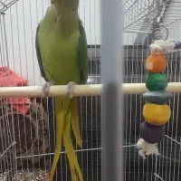 جوجه شاه طوطی