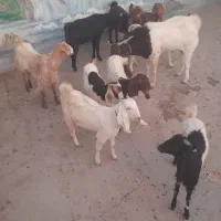 ۷ راس بز اوستن دوقلو زا