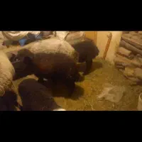 فروش یک جفت میش و بره