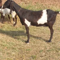 گاو|خدمات حمل و نقل|تربت جام, میان جام|دیوار