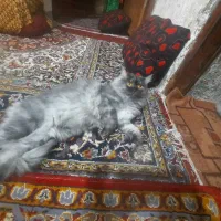 گربه پرشین  به اسم لوسیفر فروشی قیمت 5میلیون