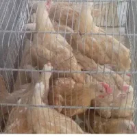 مرغ وخروس سیبرایت بوف|حیوانات مزرعه|تبریز, |دیوار