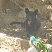 واگذاریژرمن بلک ماده|سگ|کرمان, |دیوار