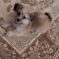 توله پاپی ۲ ماهه