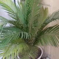سیکاس ۷ ساله