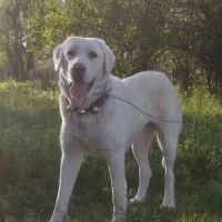 سگ ماده الماس