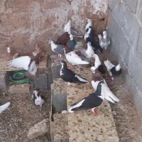 کفترخوب وعالی