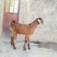 دوعددکهره|حیوانات مزرعه|زابل, |دیوار