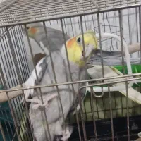 جوجه عروس هلندی