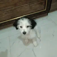 سگ شیتزو کراس|سگ|شیراز, کرونی(خاتونک)|دیوار