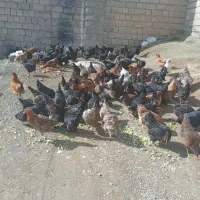 مرغ‌وخروس غازوقوغاز بوقلمون