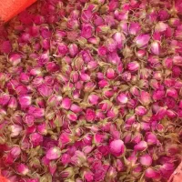 غنچه گل محمدی