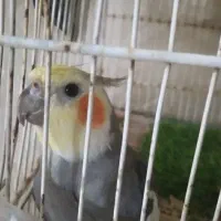 عروس هلندی نر دستی سخنگو