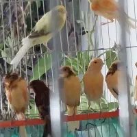قناری موزائیکی پرتقالی . ابلغ پرتقالی برفکی  سرخ|پرنده|شاهین‌شهر, شهرک ردانی پور|دیوار