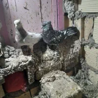 سور بازیکن|پرنده|بم, |دیوار