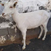 دو عدد بز سانن|حیوانات مزرعه|بیرجند, |دیوار