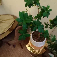 بنسای ۸ ساله|گل و گیاه طبیعی|کرج, حسن آباد|دیوار