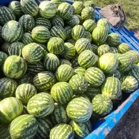 هندونه