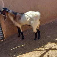 چبش|حیوانات مزرعه|بجستان, |دیوار