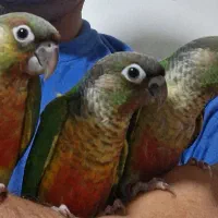 جوجه گرینچیک دستی
