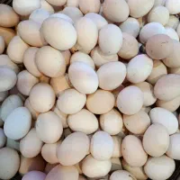 فروش تخم مرغ محلی|خوردنی و آشامیدنی|کاشان, راوند|دیوار