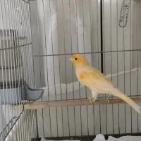 قناری نر ریزه بخون|پرنده|تهران, هفده شهریور|دیوار